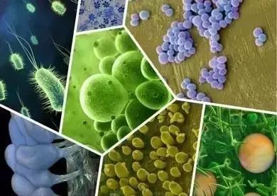 枯草芽孢桿菌的強大之處及其在菌肥中的關鍵作用分析