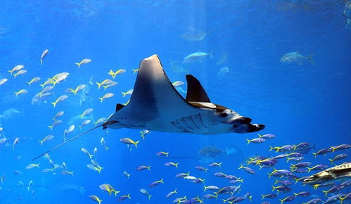 海洋生物大盤點 你不了解的海洋奇觀