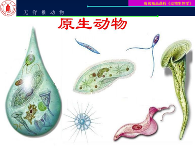 動物生物學-原生動物門